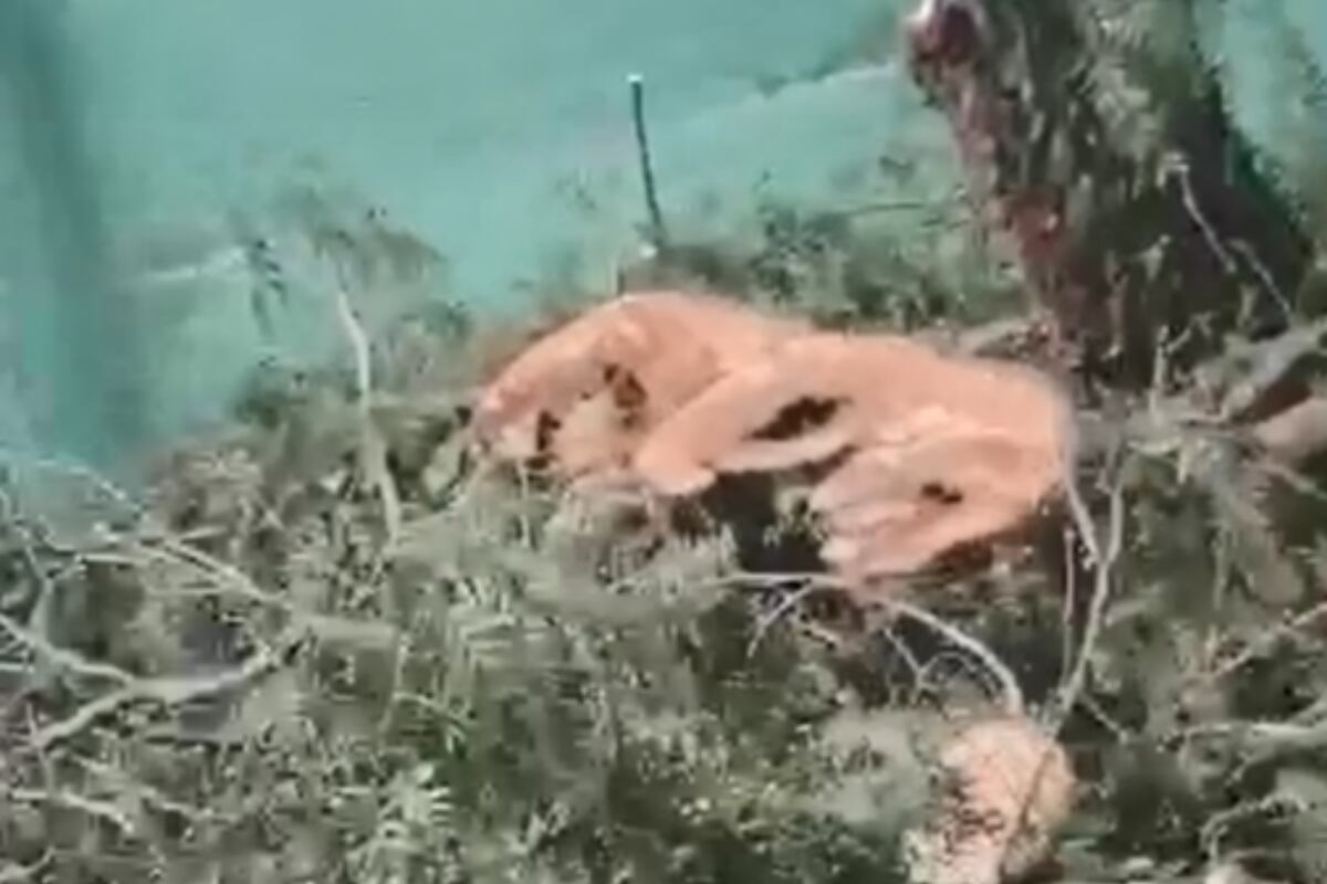 Tras el enojo por la tala de 12 árboles, desde templo explicaron que “favorecerán el medio ambiente”. Foto: Captura Video.