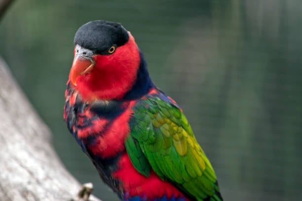 this is a close up of a black capped lory