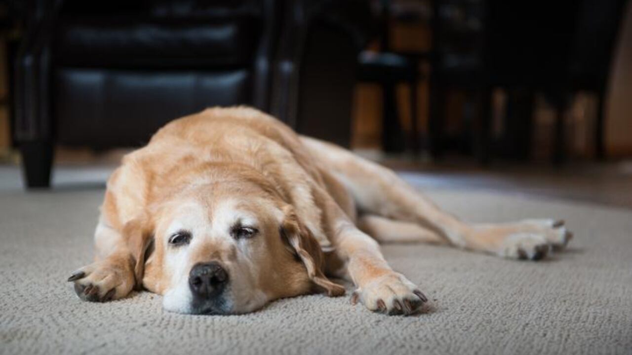 Las 3 razas de perros más apagadas.