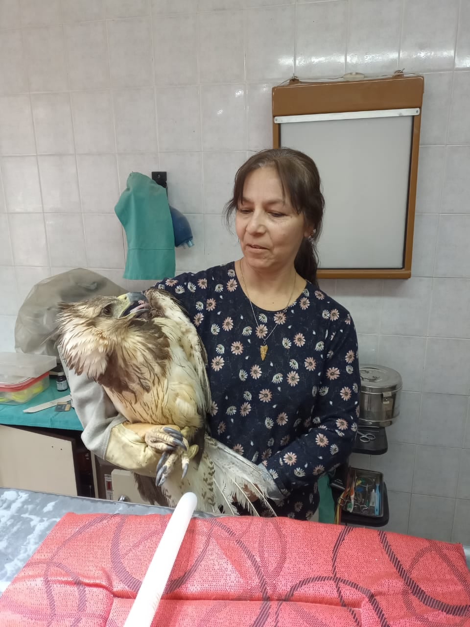 Un perro encontró a un animal moribundo y descubrieron que se trataba de una especie en peligro de extinción. Foto: Gentileza Jennifer Ibarra