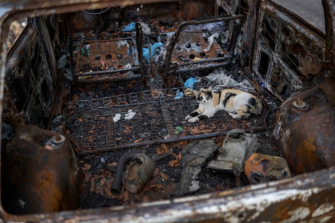 Un gato descansa en el interior de un auto calcinado abandonado, en el vecindario de El Paraíso, en Caracas, Venezuela, el 19 de abril de 2022. Las calles están llenas de coches usados, viejos y poco respetuosos con el medio ambiente ya que los préstamos para la compra de vehículos son casi inexistentes y los concesionarios están casi vacíos. (AP Foto/Matías Delacroix)