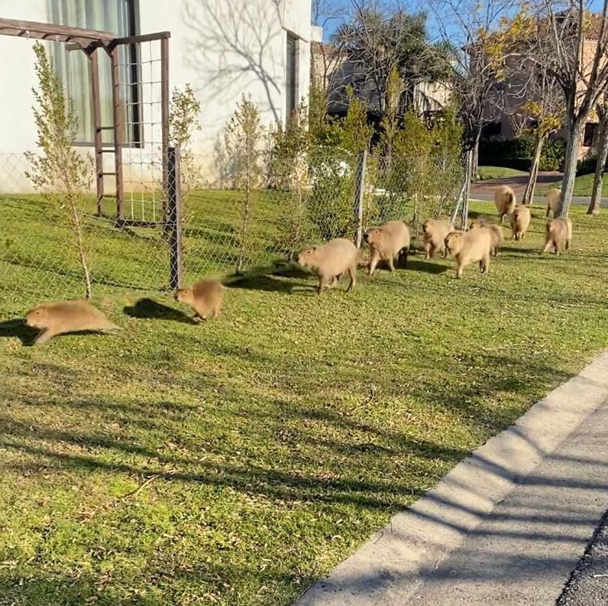 La "invasión" de carpinchos en Nordelta se debe a que el barrio privado fue construido en zona de humedales que es el hábitat de su especie. 