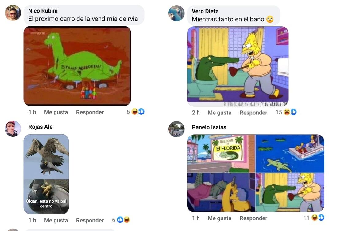 El falso avistamiento de estos animales dio pie a numerosas bromas en las redes.