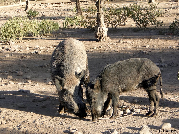 Las 9 especies exóticas invasoras presentes en Mendoza y consideradas entre las más dañinas del mundo.