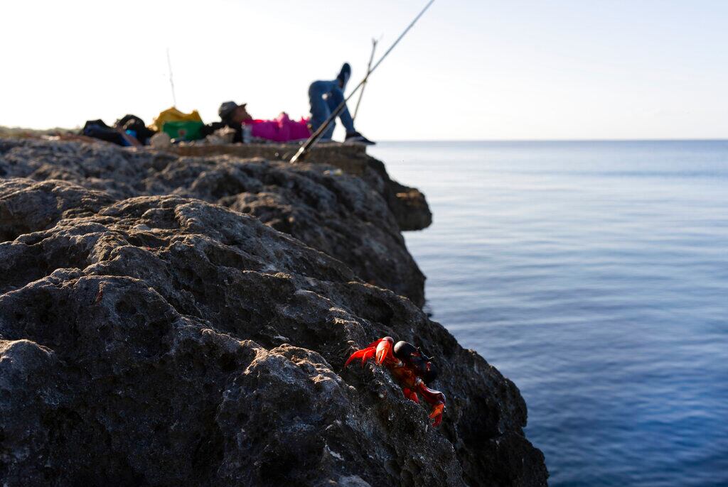 Un cangrejo camina sobre una roca tras desovar en el mar mientras un pescador descansa en Girón, Cuba, el domingo 10 de abril de 2022. Millones de cangrejos emergen al inicio de las lluvias primaverales y emprenden viaje hacia las aguas de Bahía de Cochinos en una migración de desove anual. (Foto AP/Ramón Espinosa)