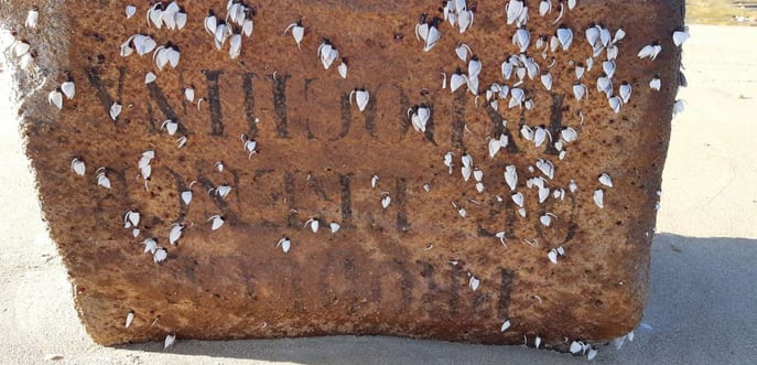 Caja encontrada en la costa de Brasil