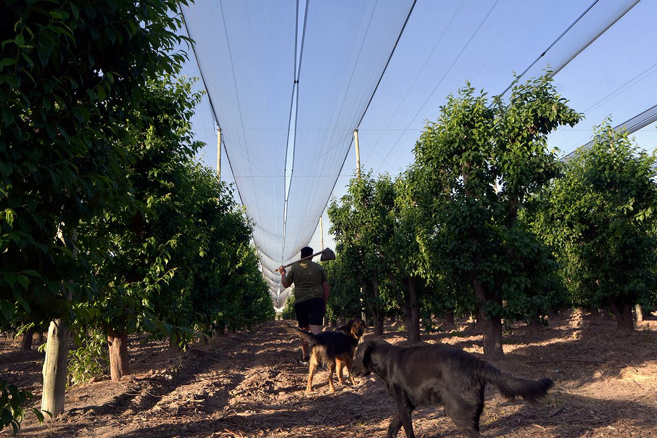 Comienza la época de las heladas, granizadas y viento Zonda para el campo.
Roberto productor de Rodeo del Medio tiene la malla antigranizo en sus ciruelos, damazcos y cerezas para evitar las bajas temperaturas.

Foto: Orlando Pelichotti -  Los Andes