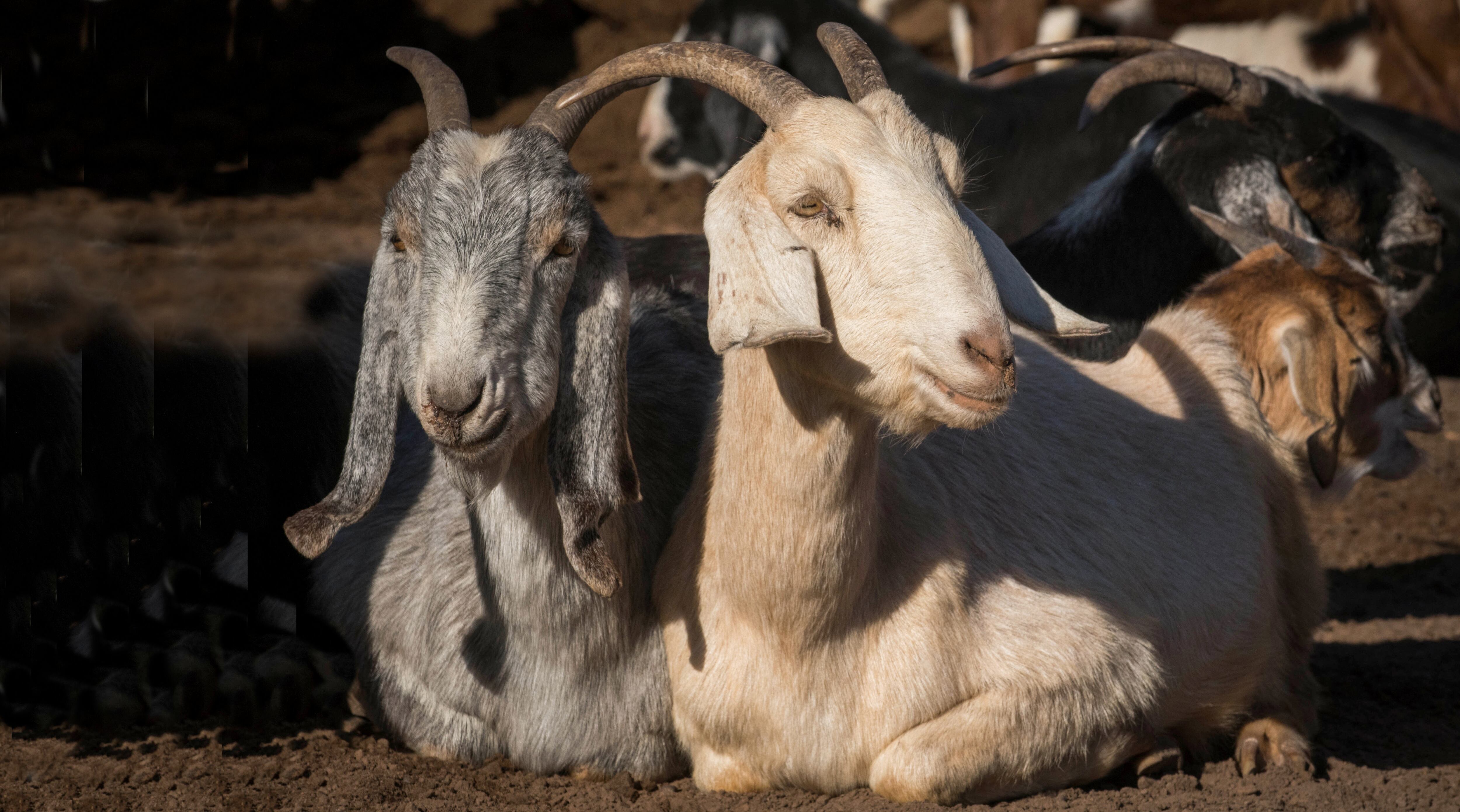 La hidatidosis es una enfermedad parasitaria grave que se transmite de los animales al hombre.
Foto Orlando Pelichotti