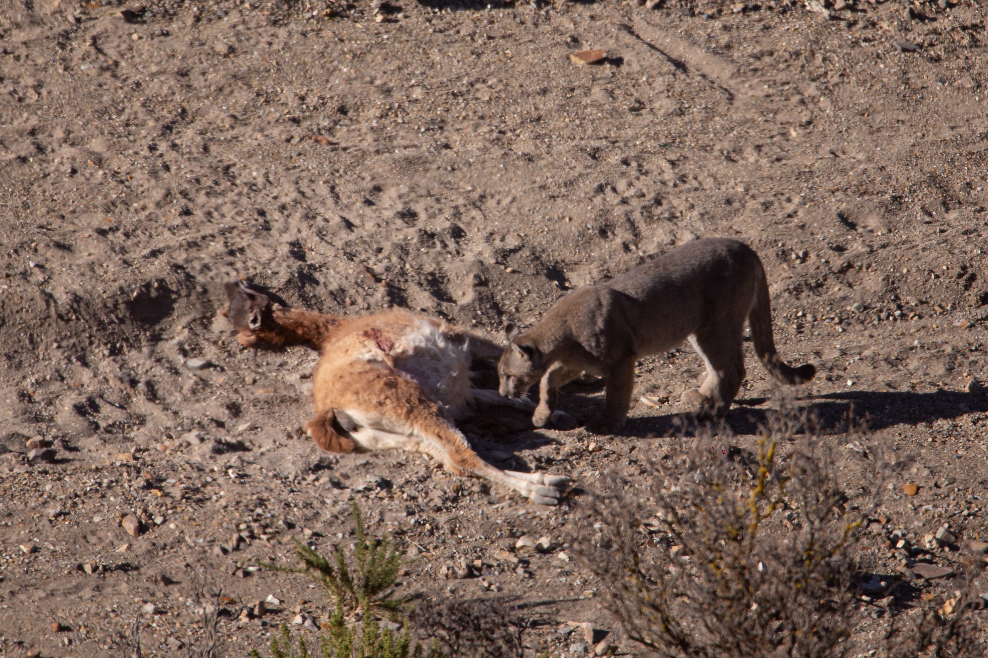 Fotos y videos del impactante avistaje de un puma en Villavicencio comiendo un guanaco: su rol clave en el ecosistema. Foto: Gentileza Martín Pérez (@cuyo.birding.3)