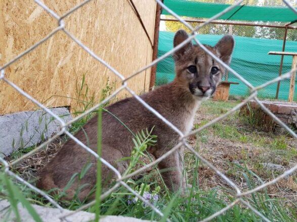 La organización S.O.S Acción Salvaje rescató a Thelma, una pequeña puma huérfana, luego de que cazadores furtivos mataran a su madre.