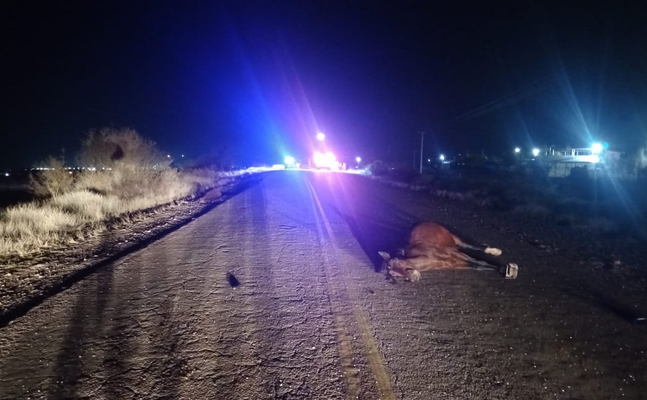 Choque de un auto contra dos caballos en la ruta 82 (Gentileza X @MATIPASCUALETTI)