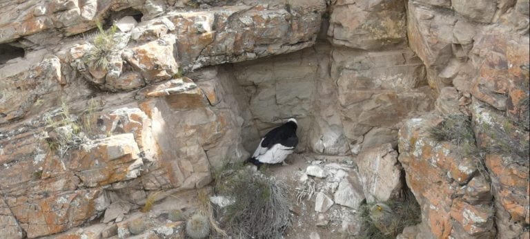 Nació un cóndor andino en el Parque Provincial Tupungato