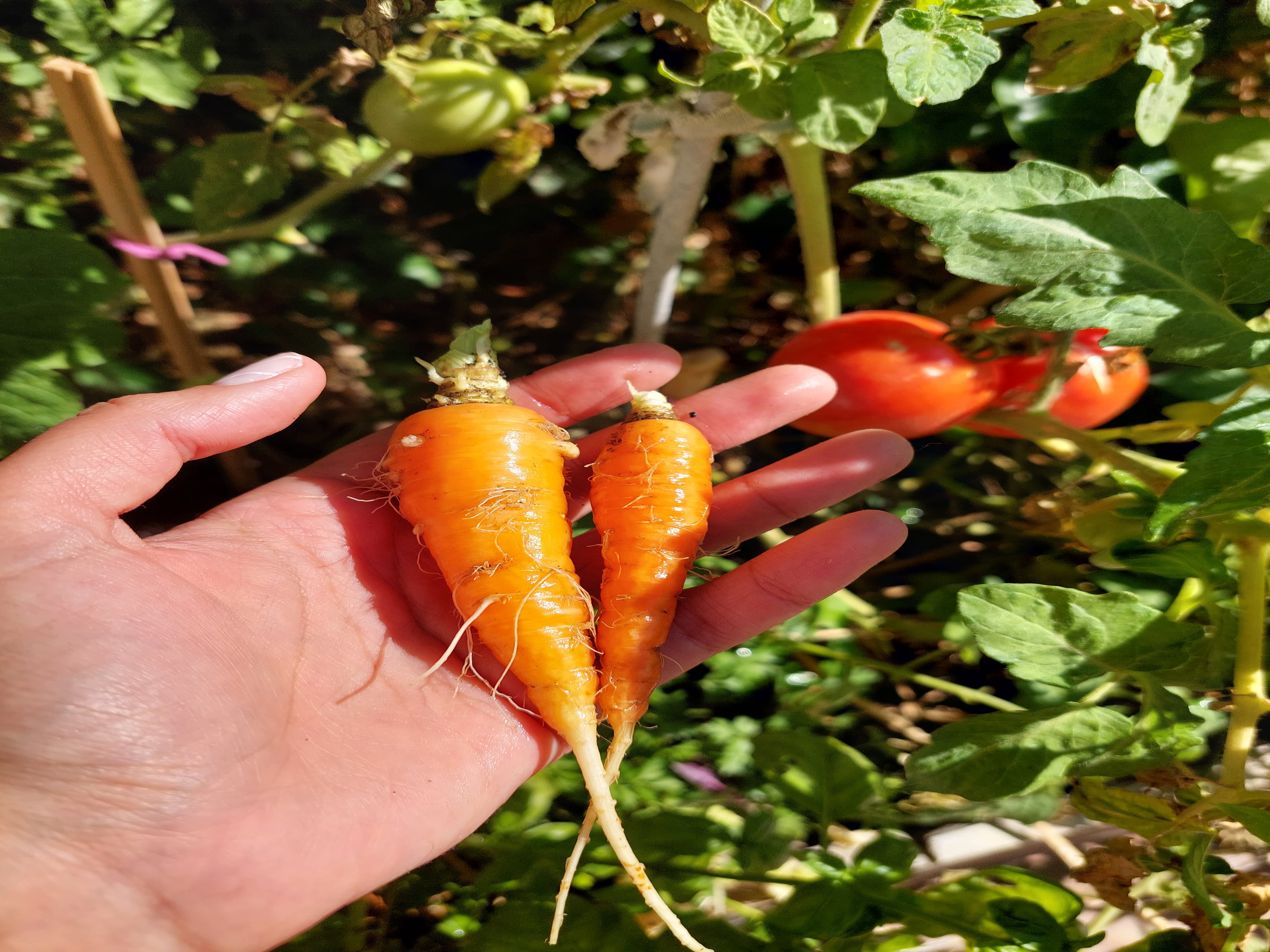 "Es un pasatiempo hermoso y lleno de aprendizaje”, dijo Valentina, que cultiva tomate redondo y cherri, zanahoria, pimiento, ají y plantas aromáticas. 