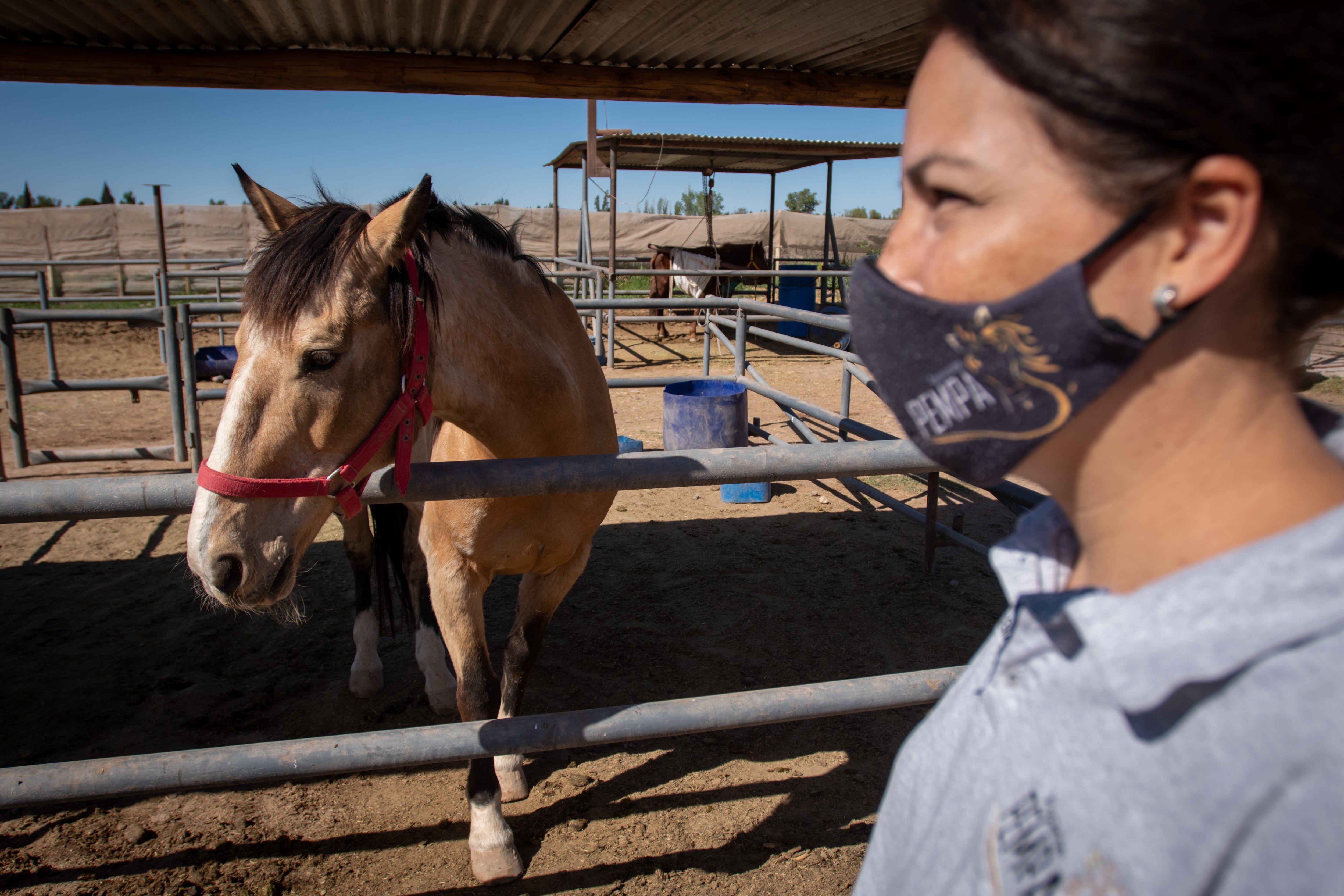 La Asociación Pempa (Protectora de Equinos Mendocinos Podemos Ayudarlos) fue la encargada de devolverles a estos animales la esperanza de seguir viviendo.