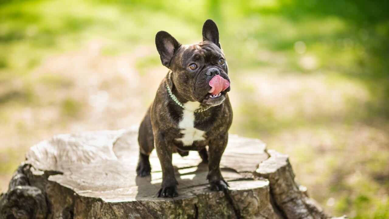 Estas son las cinco razas de perros más juguetonas. (Web).