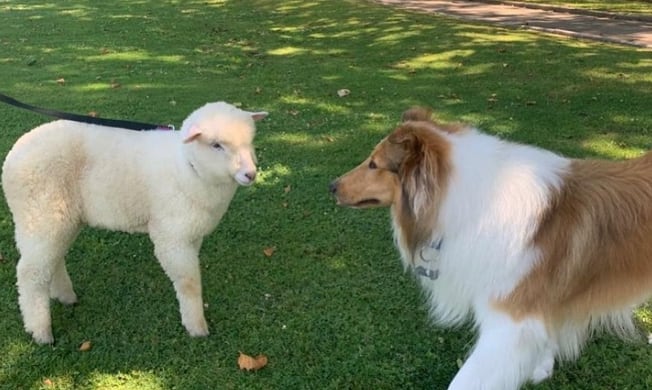 Dylan Fernández y la oveja Argentina, cuando la presentaron como la nueva mascota presidencial, en la Quinta de Olivos. Foto: Clarín