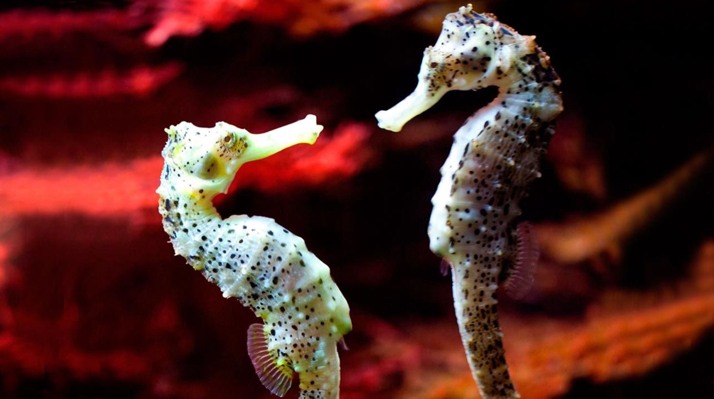 Caballitos de mar, también conocidos como hipocampos.