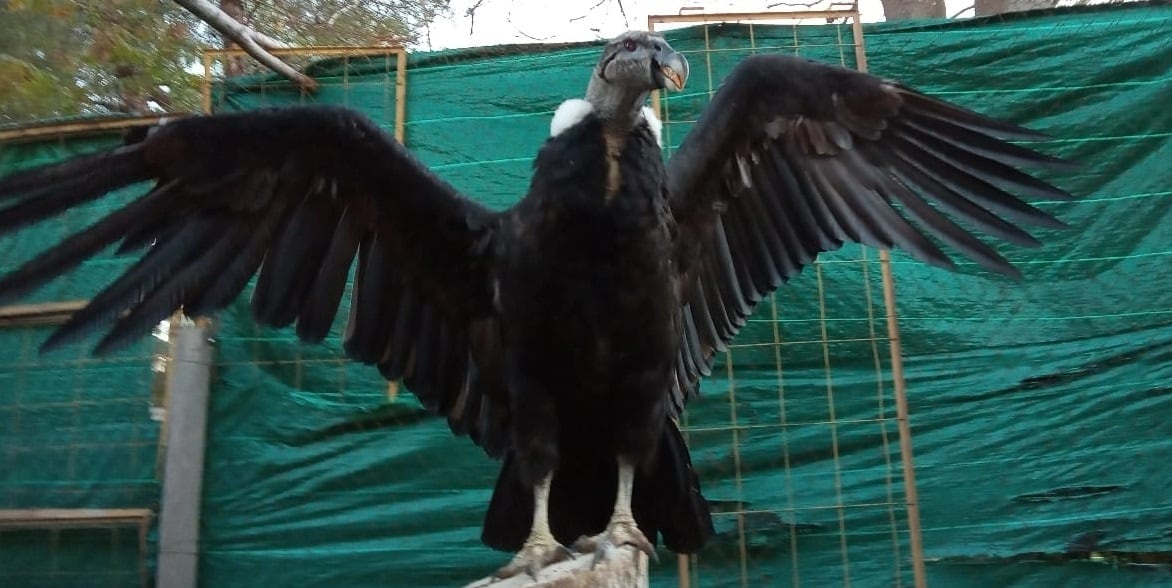 Quica luciendo el renovado plumaje de una de sus alas en Mendoza y en la previa a la liberación. Foto: Fundación Cullunche.