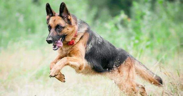 Estos son los perros más inteligentes del mundo. (Web).