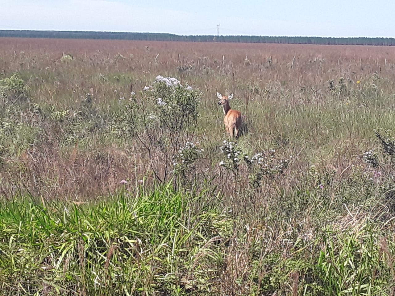 Tras la sequía y los incendios, las lluvias ayudan para recuperar el ecosistema en los Esteros del Iberá. Foto gentileza Misiones Online.