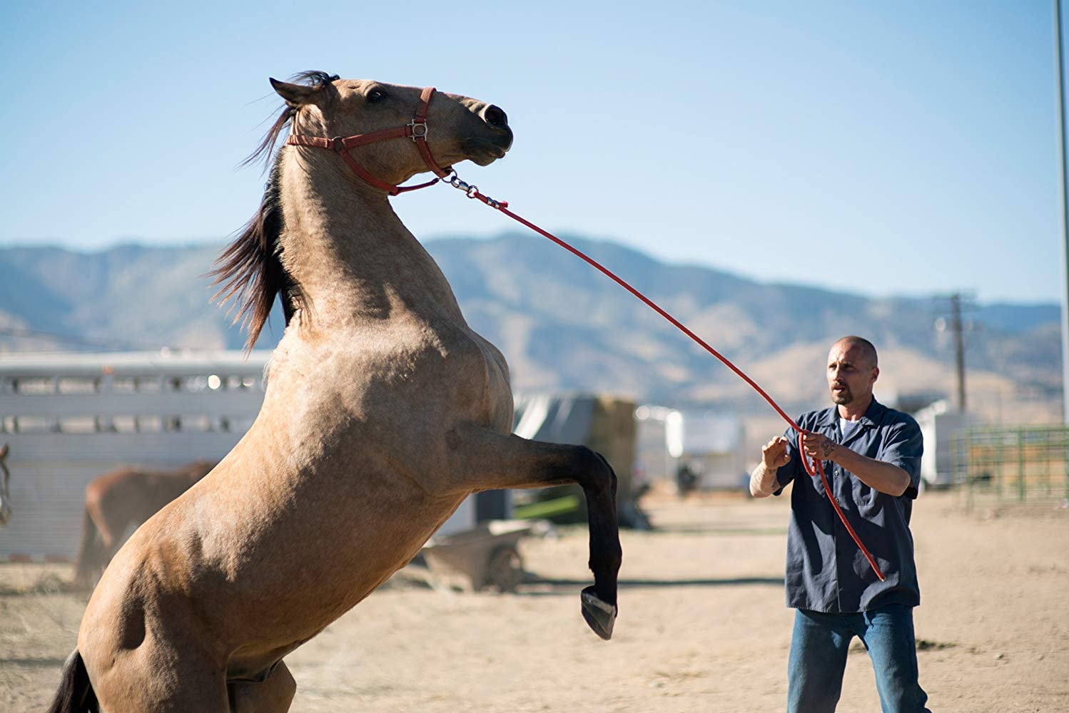 Una historia inspiradora es "Mustang", por Netflix.