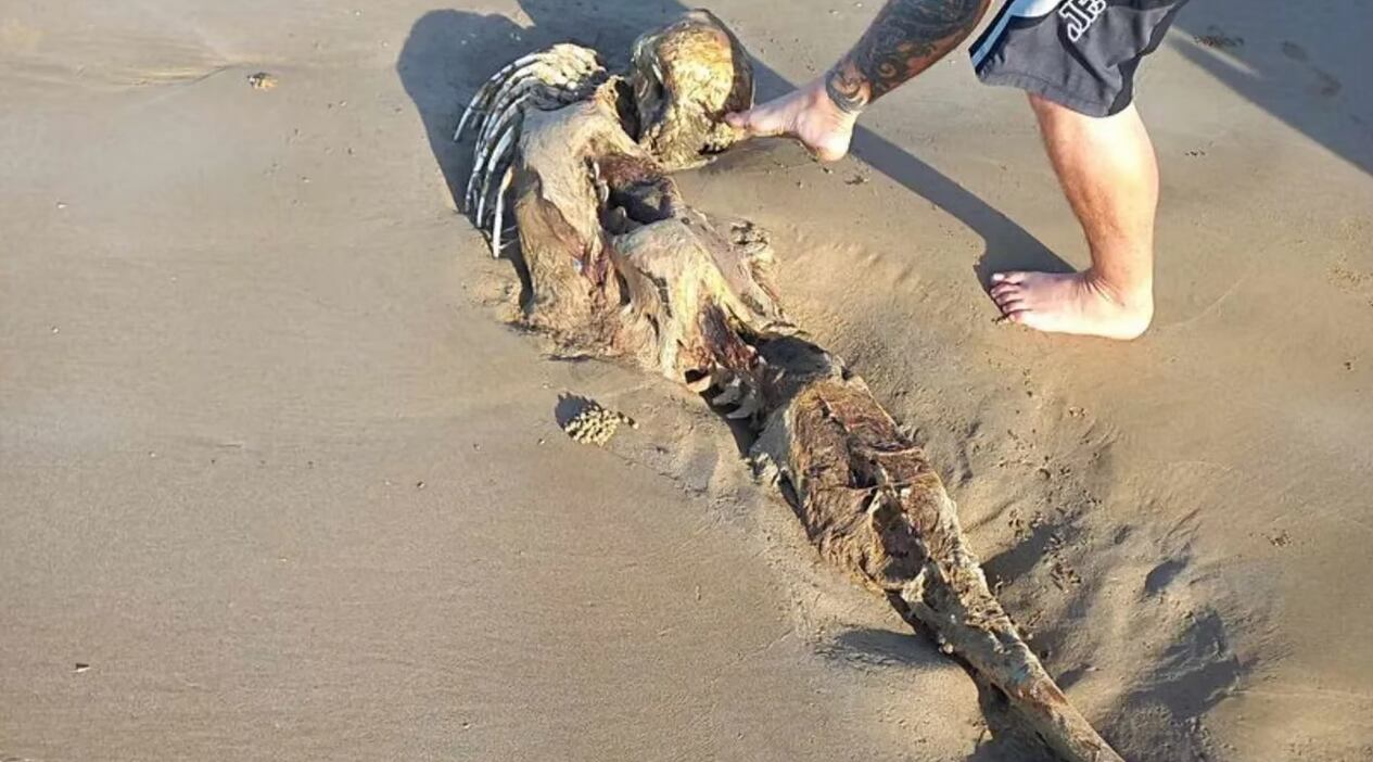 Una mujer encontró un extraño esqueleto en una playa de Australia. Twitter