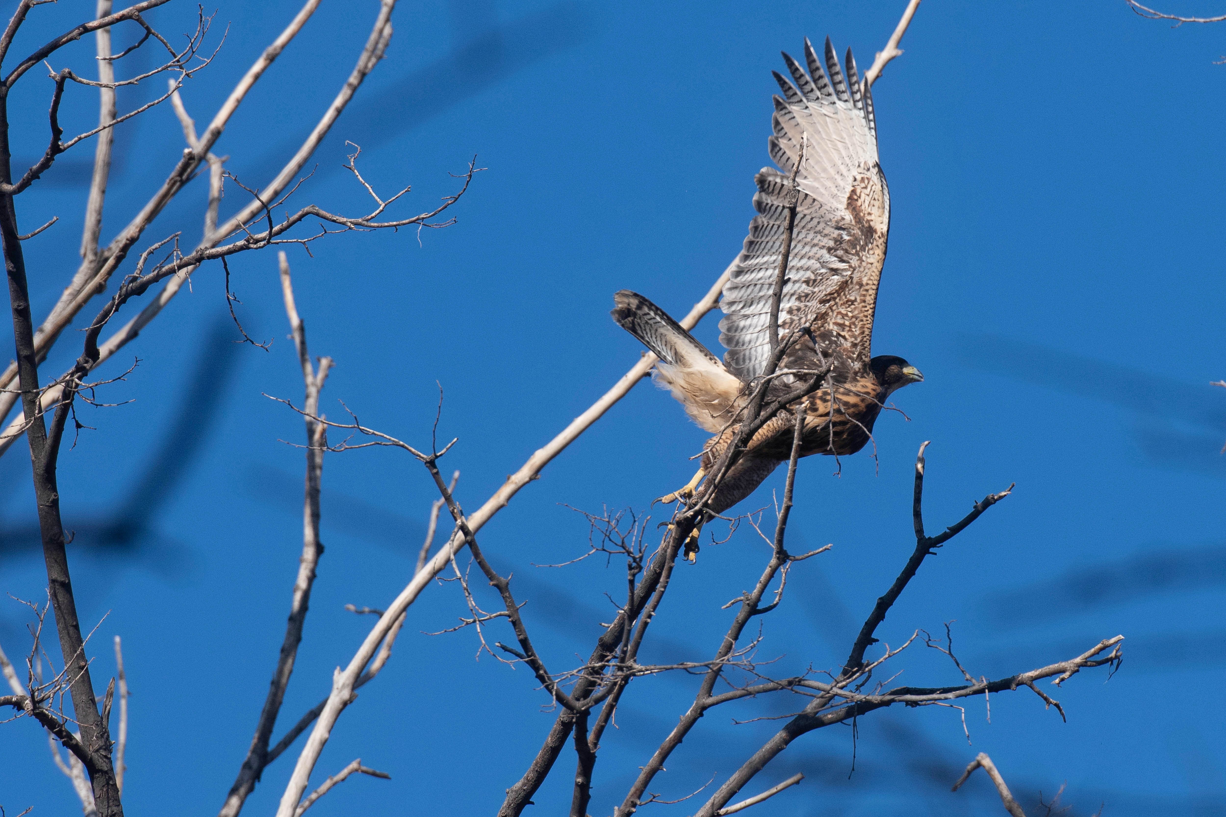 Un halcón peregrino en el parque Cívico de Mendoza
Foto: Ignacio Blanco / Los Andes