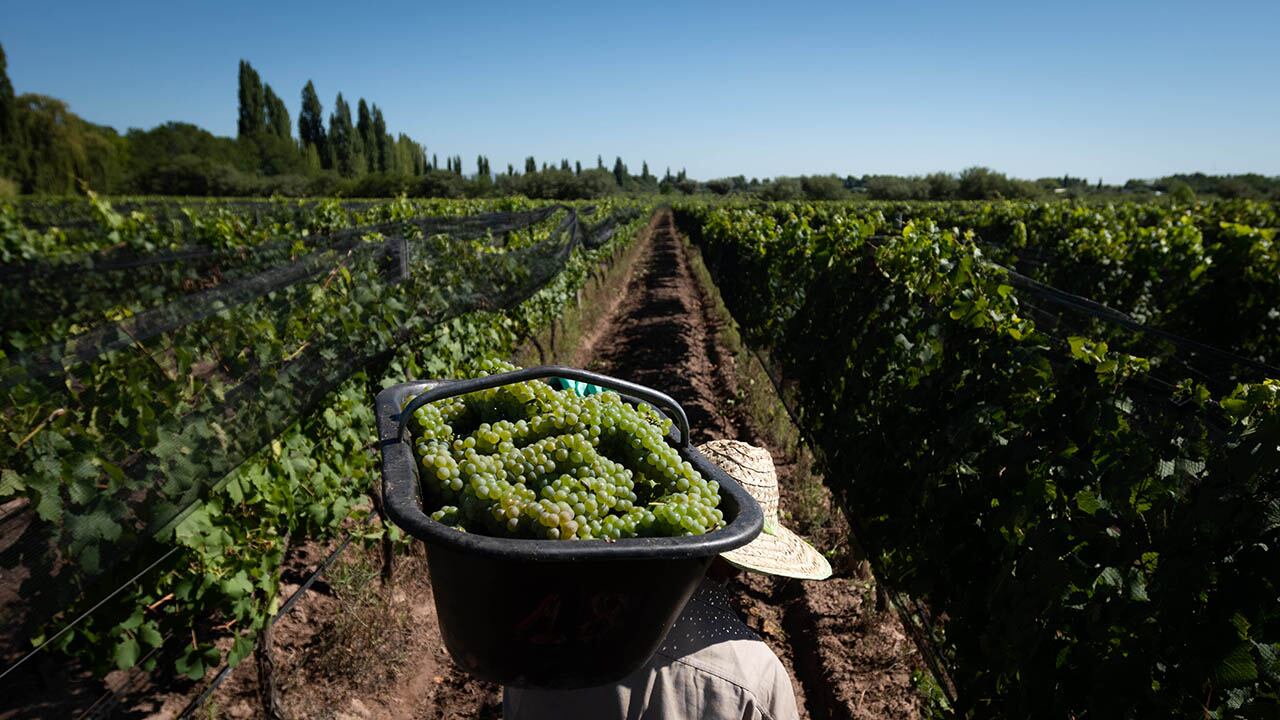 Mendoza 5 de febrero 2021 Sociedad

Cosecha en Finca la Jacintana, Bodega Lagarde

Foto: Ignacio Blanco / Los Andes

