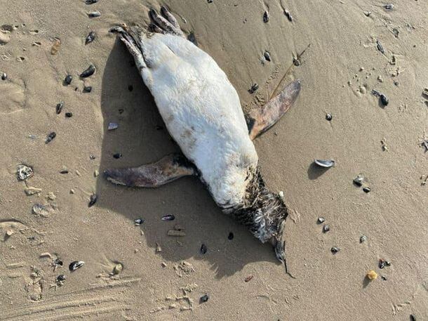 Preocupación en Mar del Plata: encontraron al menos 40 pingüinos muertos en la playa