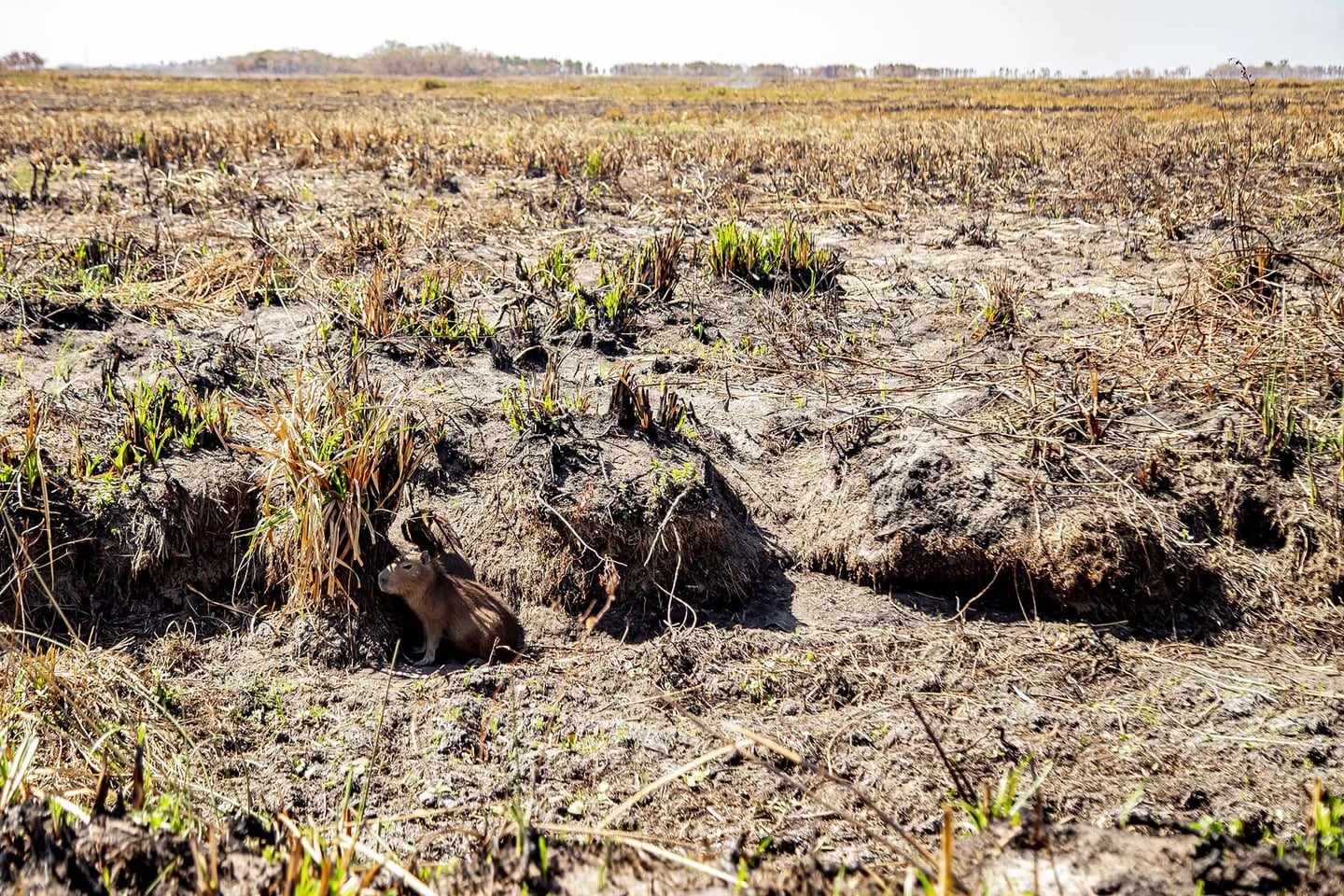 Un carpincho busca refugio ante el avance de las llamas en Corrientes / Instagram @white.emilio