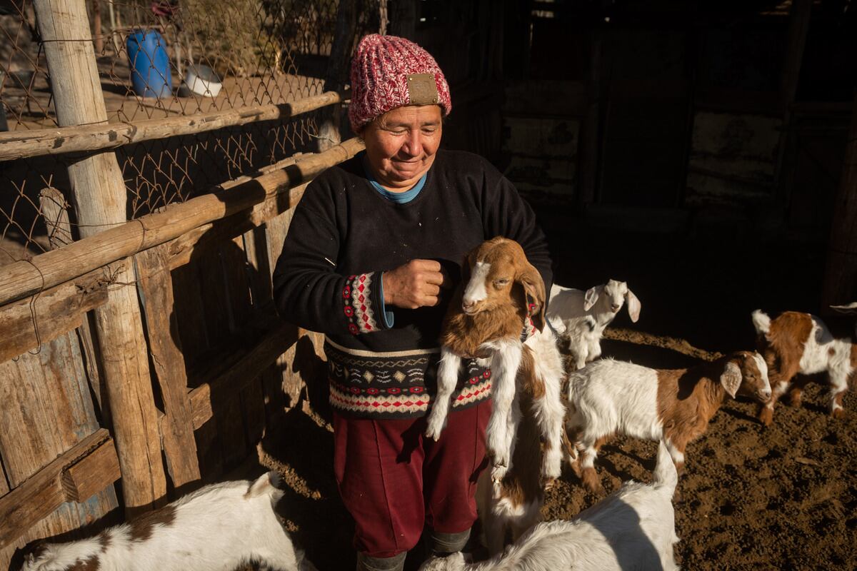 Carla Molina de Villegas trabajando en sus corrales de chivos, cabritos y gallinas en el Puesto El Águila.