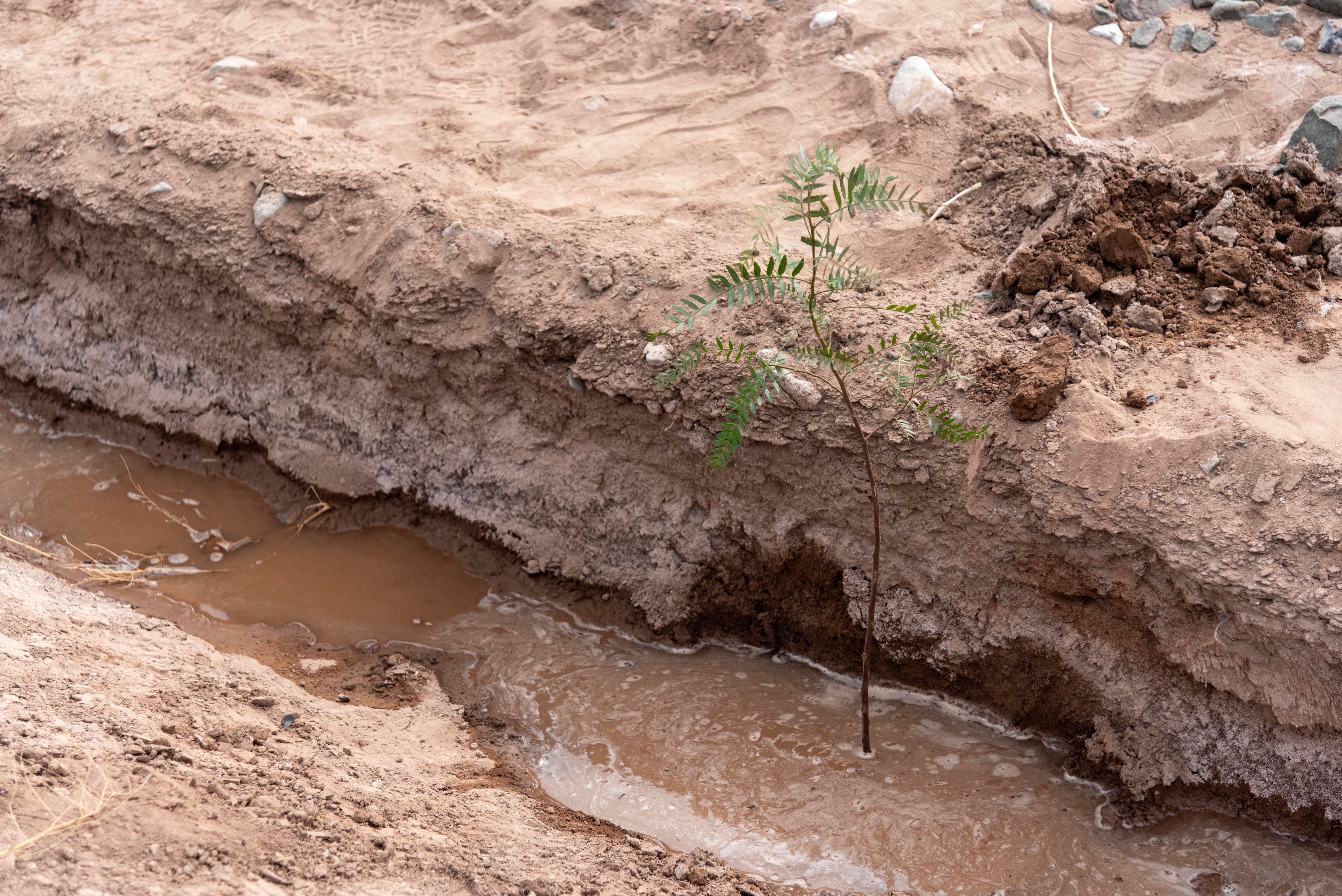 Reforestación: se plantarán 756 árboles en una obra que Irrigación inauguró en marzo