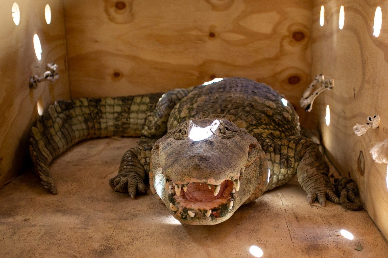 Se realizó el traslado de un yacaré y tortugas desde la Ciudad de Mendoza a Santa Fe