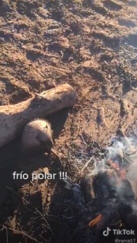 Una mulita se acercó a un fogón que había realizado un paisano para combatir el frío y la escena se viralizó en Tik Tok.