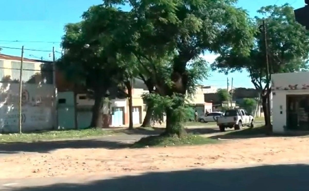 El árbol donde estaba el panal: un hombre murió atacado por abejas en Rosario (Gentileza / El Tres)