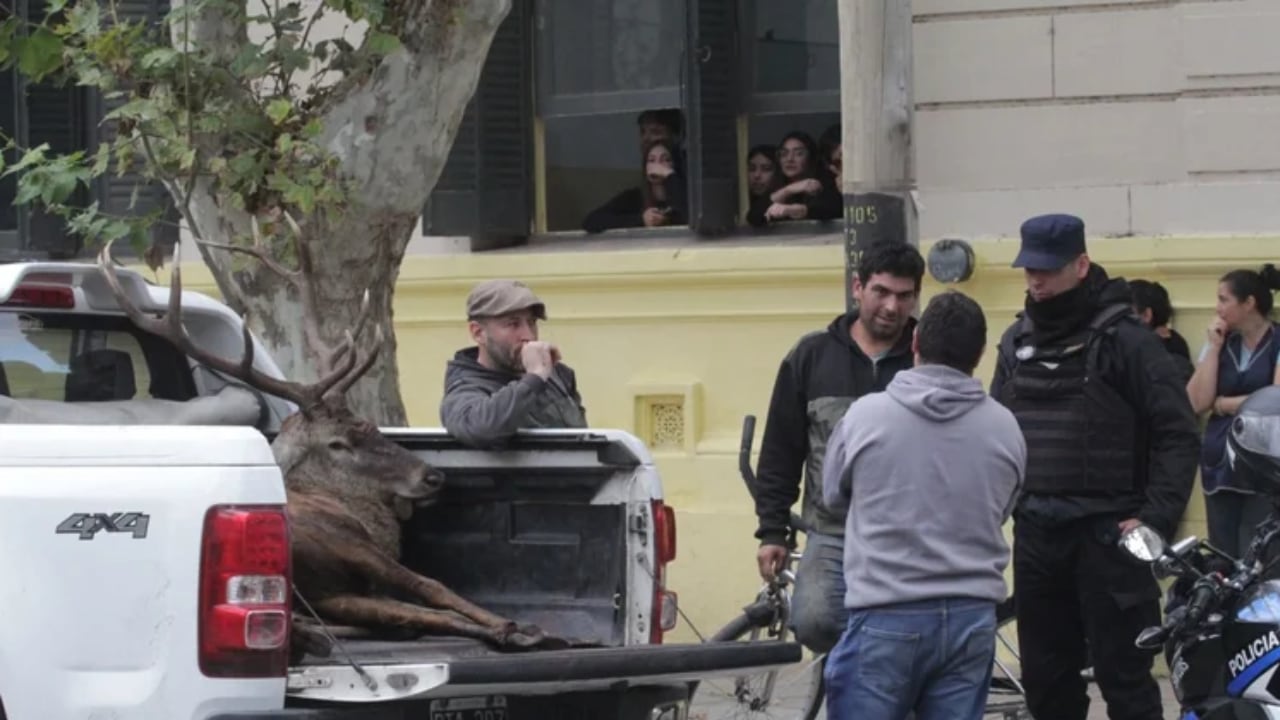 , Lucas Acosta, uno de los cazadores y presidente del Club Caza y Pesca de Villa Mercedes, precisó que la caza de ciervos colorados se habilitó el mes último, por lo que se trató de una práctica legal. Foto: Juan Andrés Galli