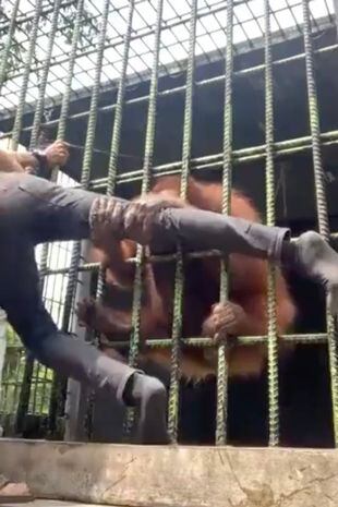 Un orangután atrapó a un turista en un zoológico y casi le arranca la pierna.