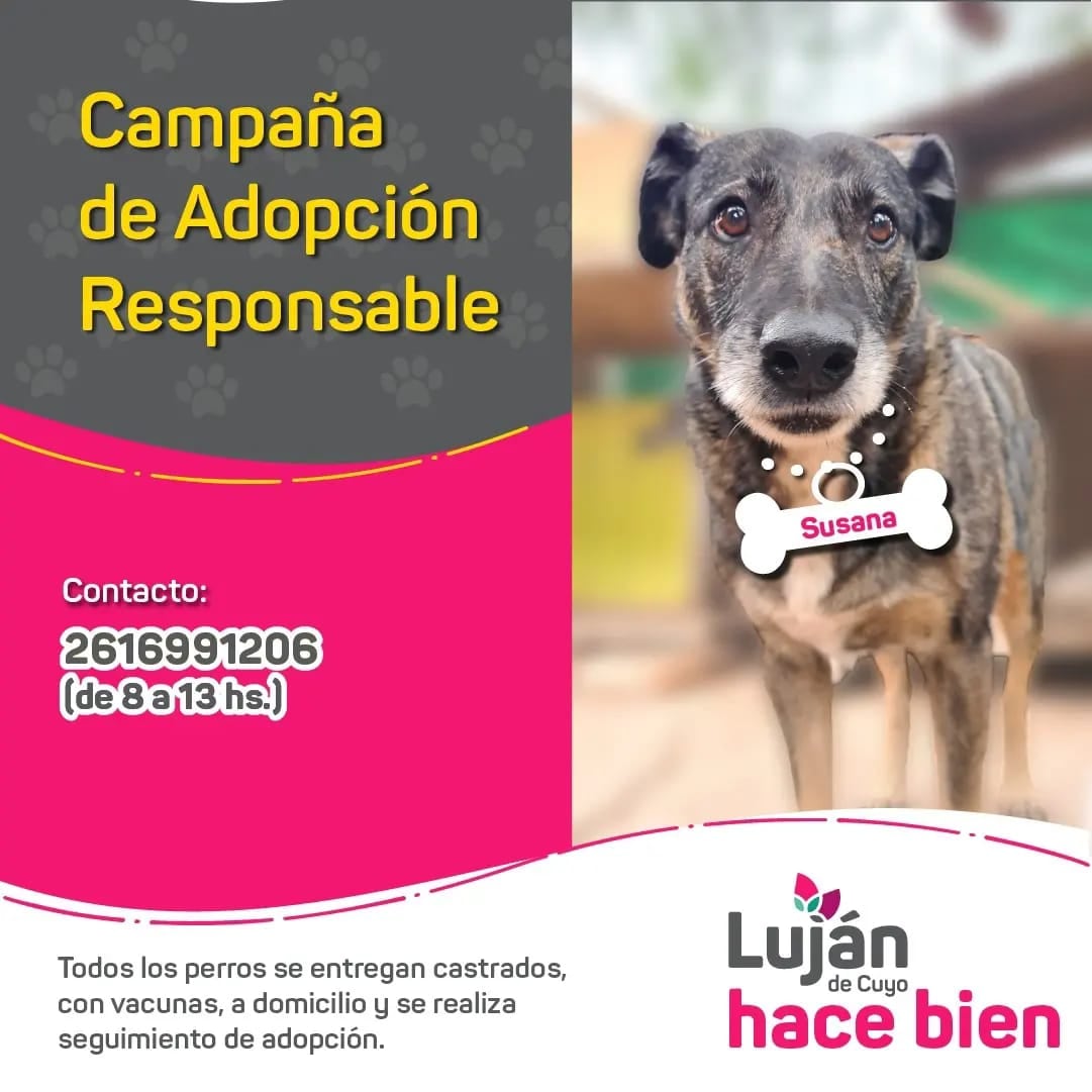 La original campaña en redes con que Luján busca dar en adopción a 9 perritos rescatados de situaciones traumáticas. Foto: Facebook Municipalidad Luján de Cuyo