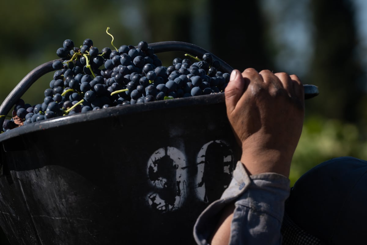 Vendimia 2022
Cosecha varietal Syrah en Finca del Inca, Barrancas, Maipú

Foto: Ignacio Blanco / Los Andes