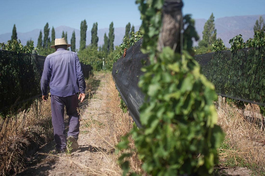 Muchas empresas vitivinícolas chicas se endeudarán porque no pueden trasladar el costo del bono al precio final del vino. 