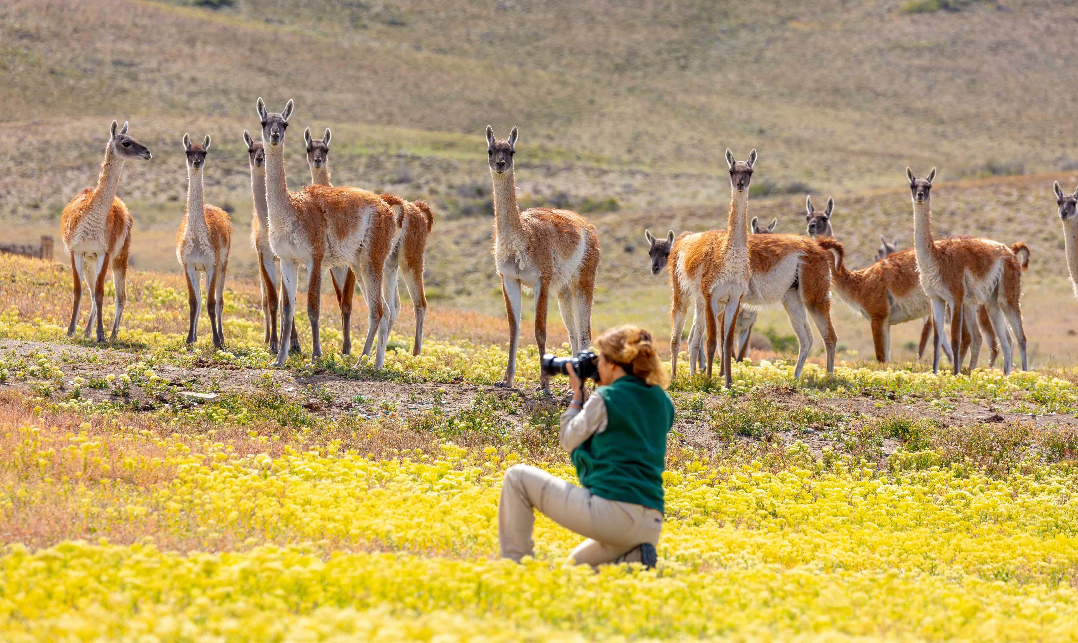 El Cañadón Río Pinturas ofrece magníficas vistas desde varios balcones naturales (algunos están a más de 300 m), desde donde suelen divisarse cóndores, chinchillones anaranjados y vicuñas. 