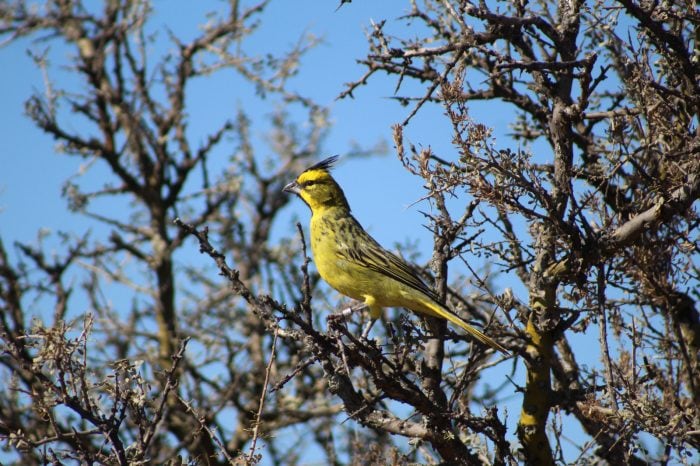 Rescataron, rehabilitaron y liberaron en su hábitat a 20 cardenales amarillos: preocupa el tráfico ilegal. Foto: Gentileza Guardaparque Martín García, Departamento de Fauna Silvestre.