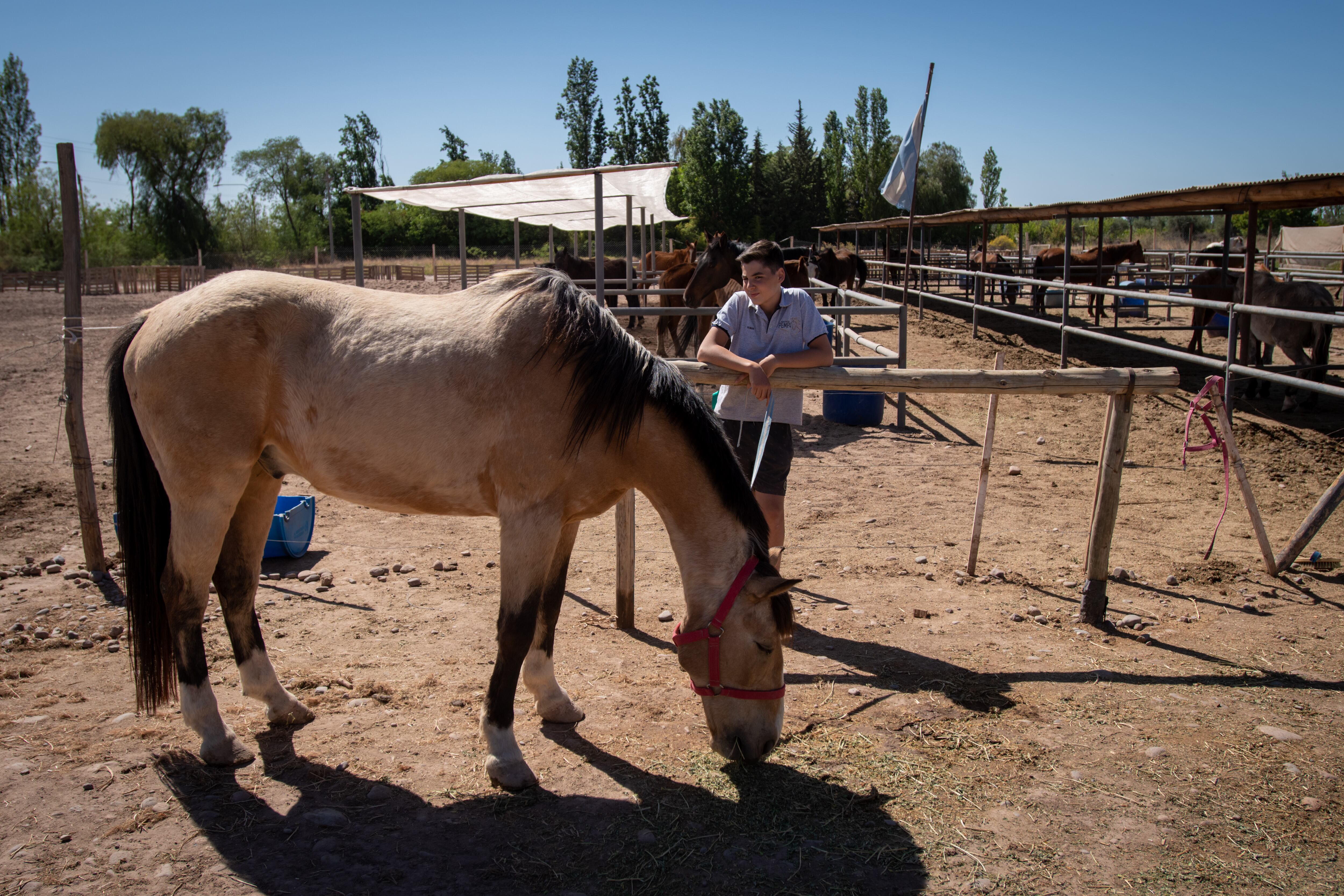 A la Asociación  se le otorgó la custodia de estos animales.