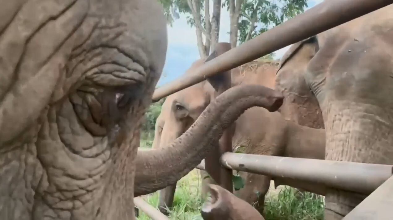 El santuario también dio detalles del sorprendente comportamiento de Guillermina, la hija de Pocha, y del resto de los elefantes que habitan el lugar. / Foto: Facebook Global Sanctuary for Elephants