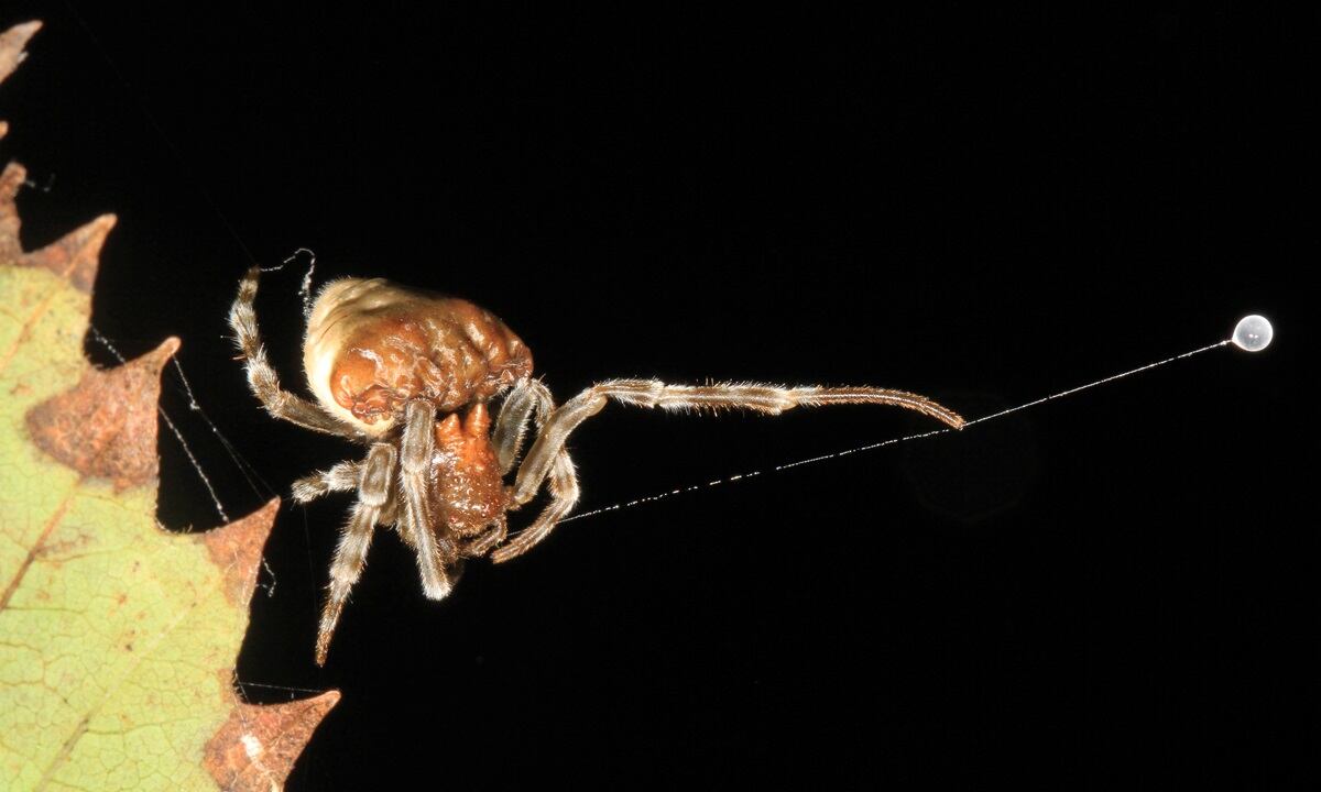 La araña sorprende por su aspecto - 