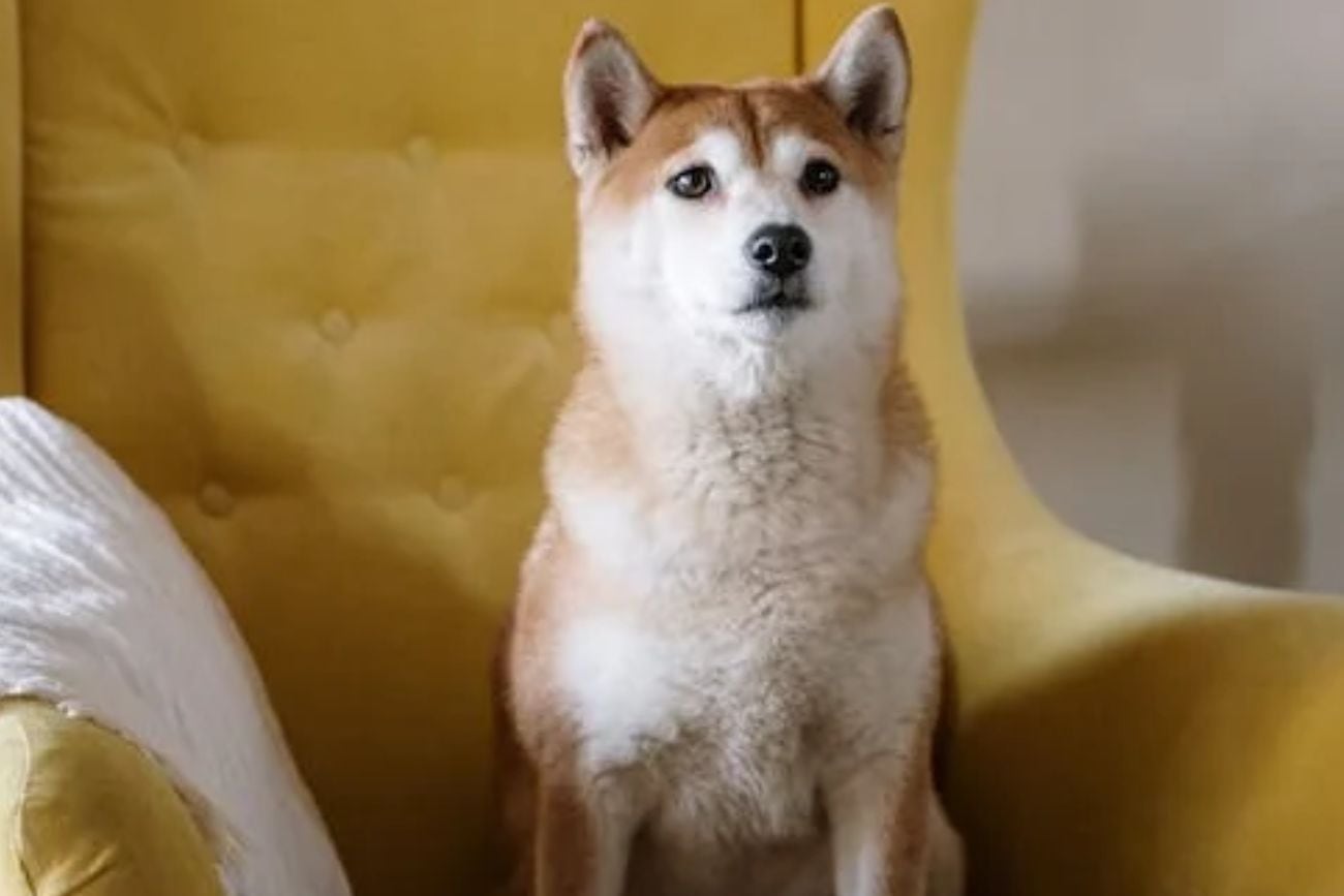 Perro encima de un asiento