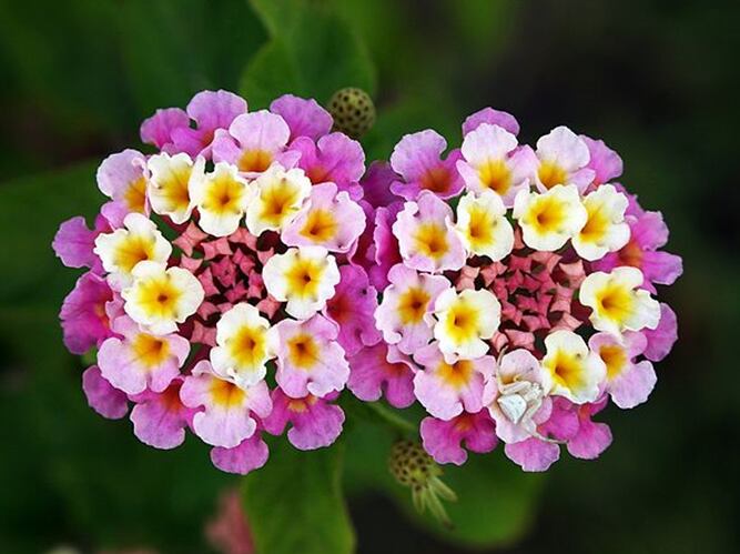 Lantana