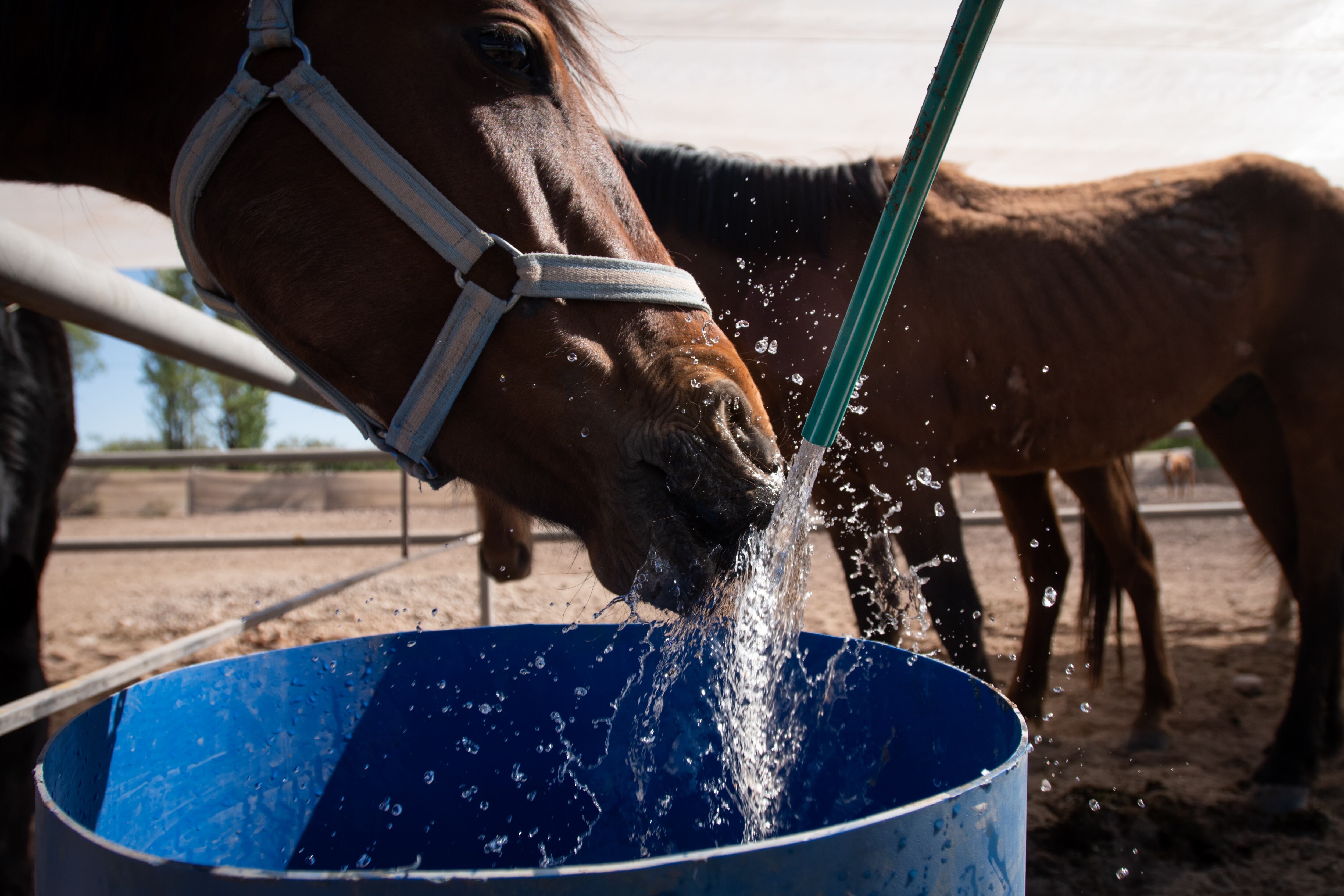 Disfrutando de agua fresca.