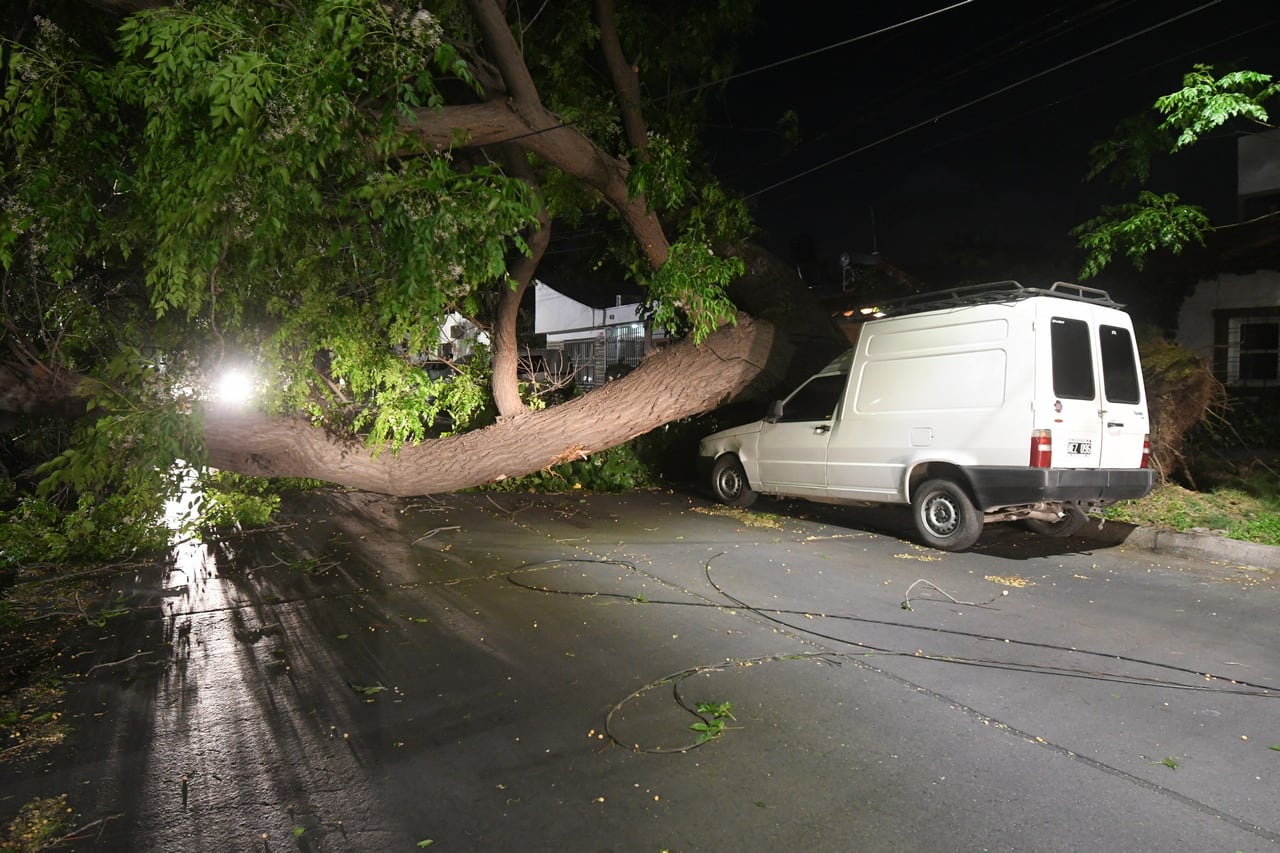 Árbol caído en calle Beltrán y Chacabuco, de Godoy Cruz. | Foto: José Gutiérrez / Los Andes