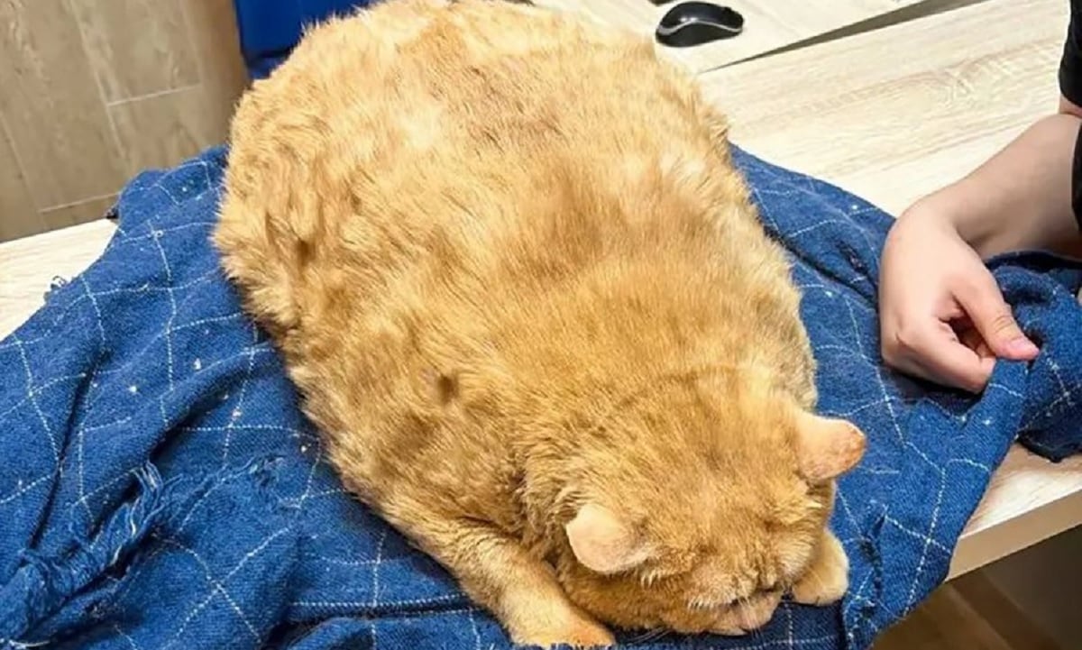 Rescataron a un gato con obesidad extrema que solo se alimentaba de sopa y galletasen Rusia